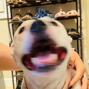 Meet your Posher, Kitty